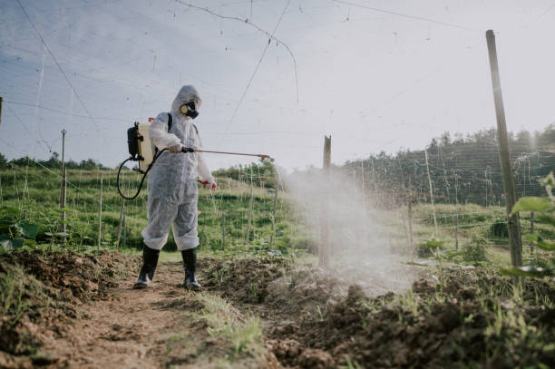Best Pest Removal Services  in Bostonia, CA