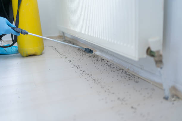 Best Pest Control Near Me  in Bostonia, CA