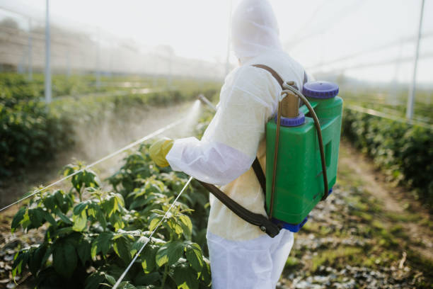 Best Affordable Pest Control Services  in Bostonia, CA